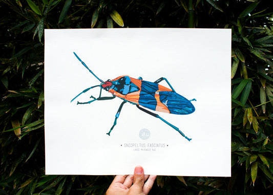 Large Milkweed Bug (Oncopeltus Fasciatus) Art Print