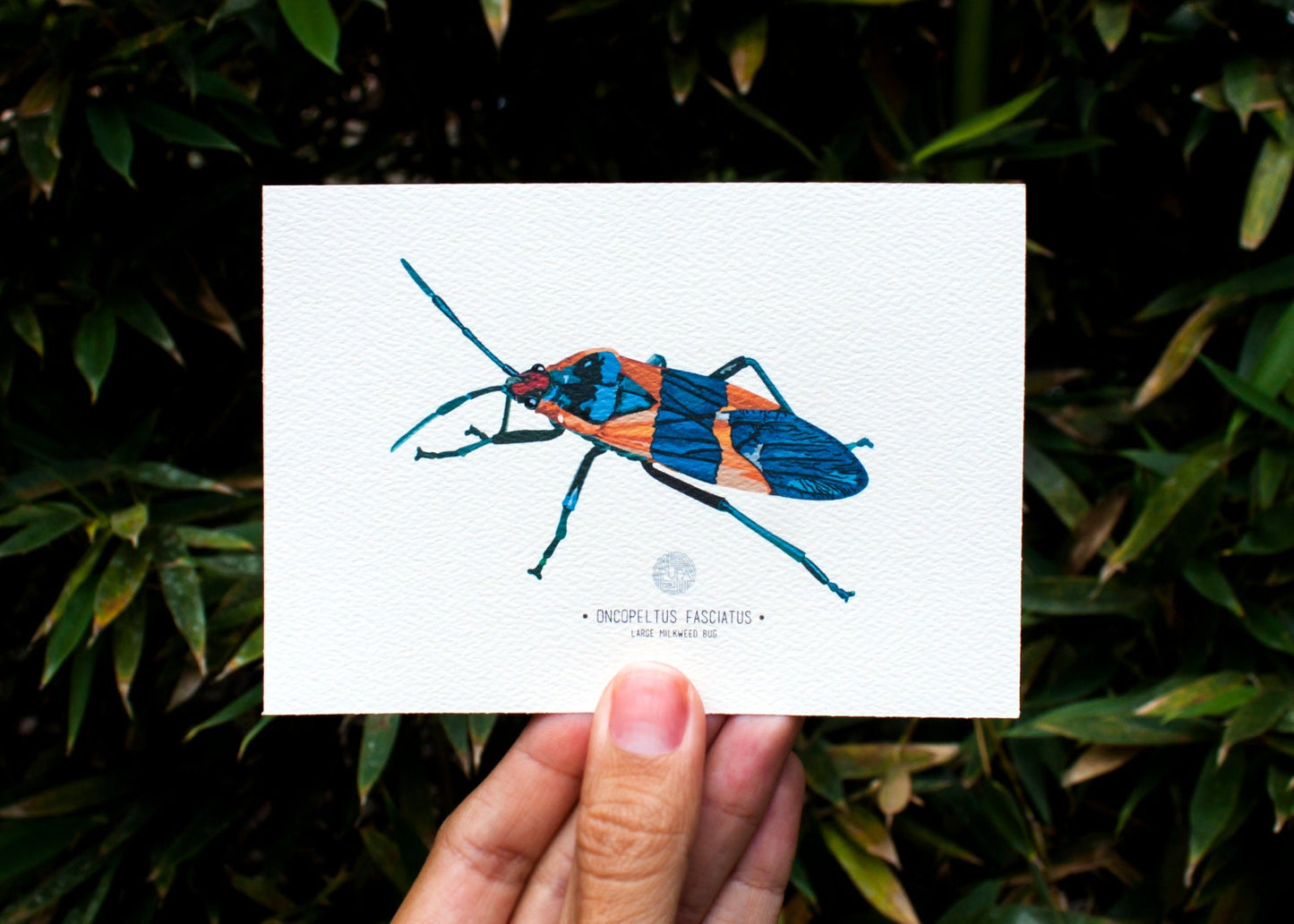 Large Milkweed Bug (Oncopeltus Fasciatus) Art Print