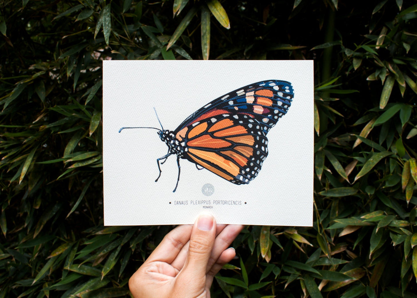 Monarch Butterfly Art Print