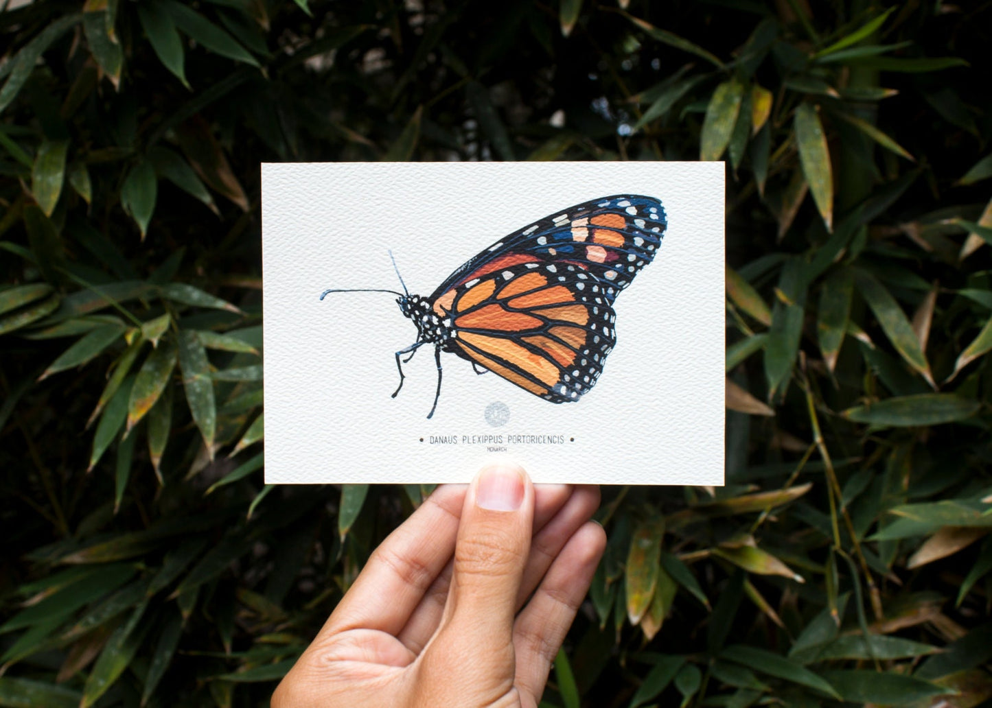Monarch Butterfly Art Print