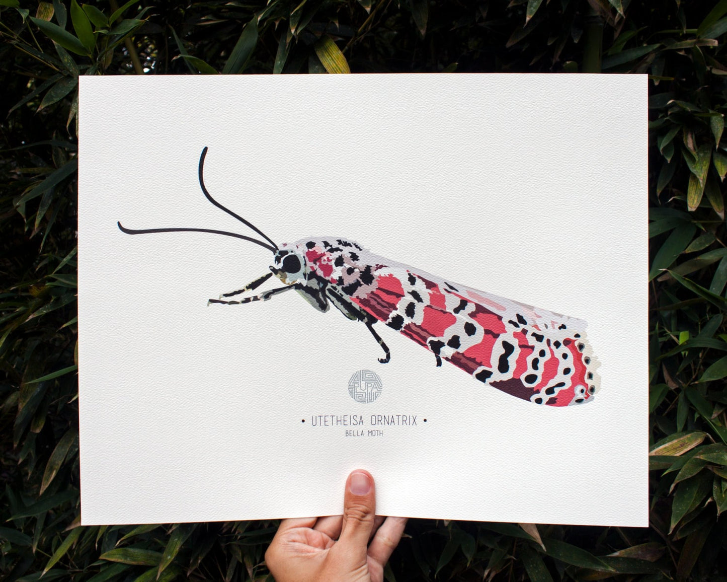 Bella Moth Art Print