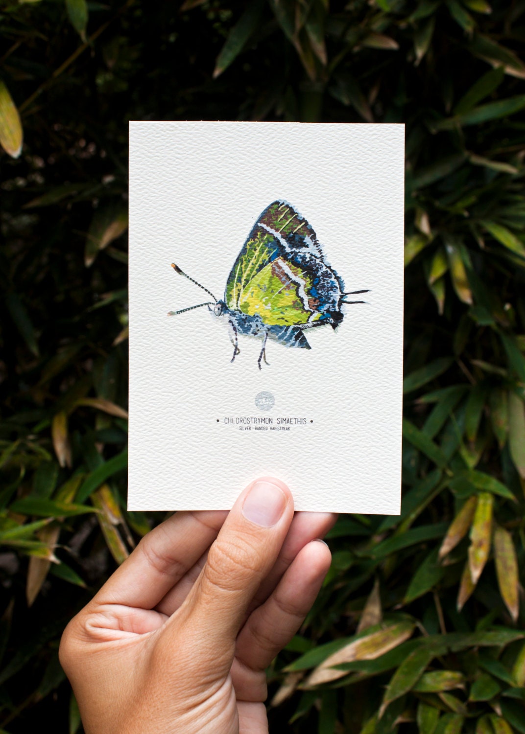 Silver-Banded Hairstreak Butterfly Art Print