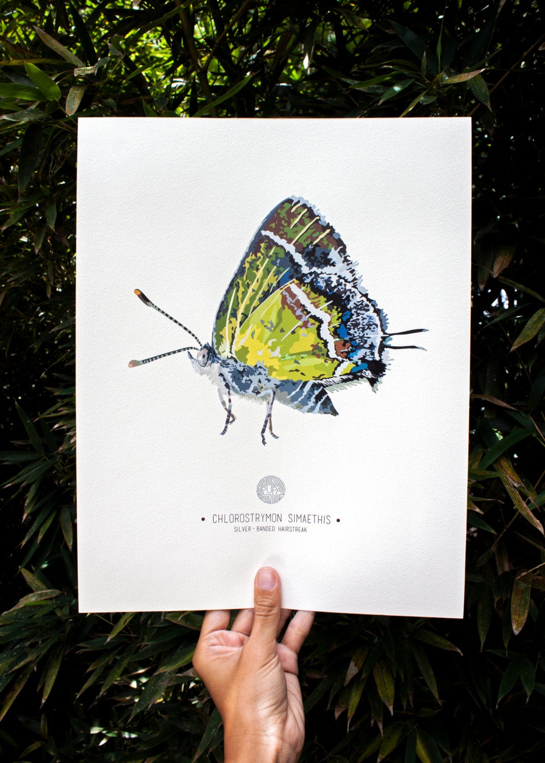 Silver-Banded Hairstreak Butterfly Art Print