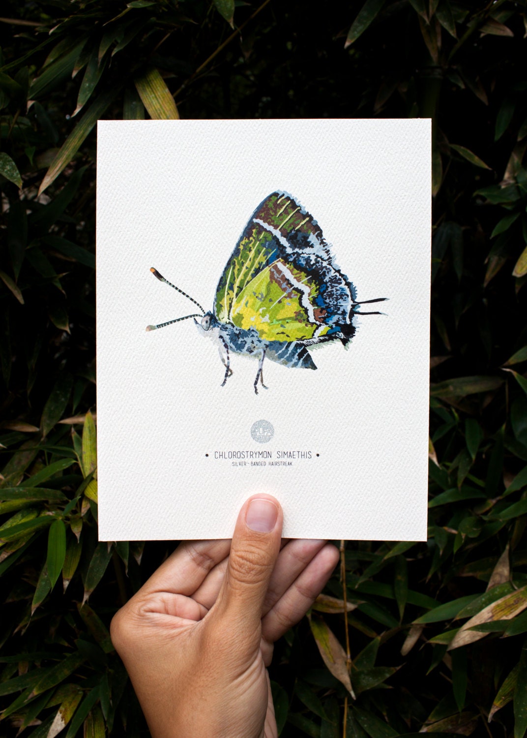 Silver-Banded Hairstreak Butterfly Art Print