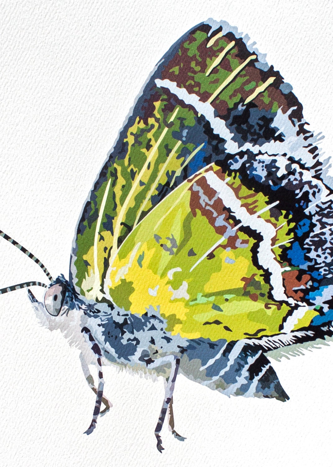 Silver-Banded Hairstreak Butterfly Art Print