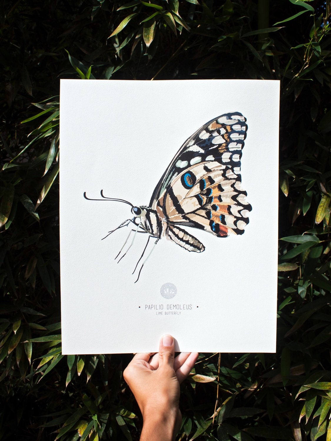 Papilio Demoleus Butterfly Art Print