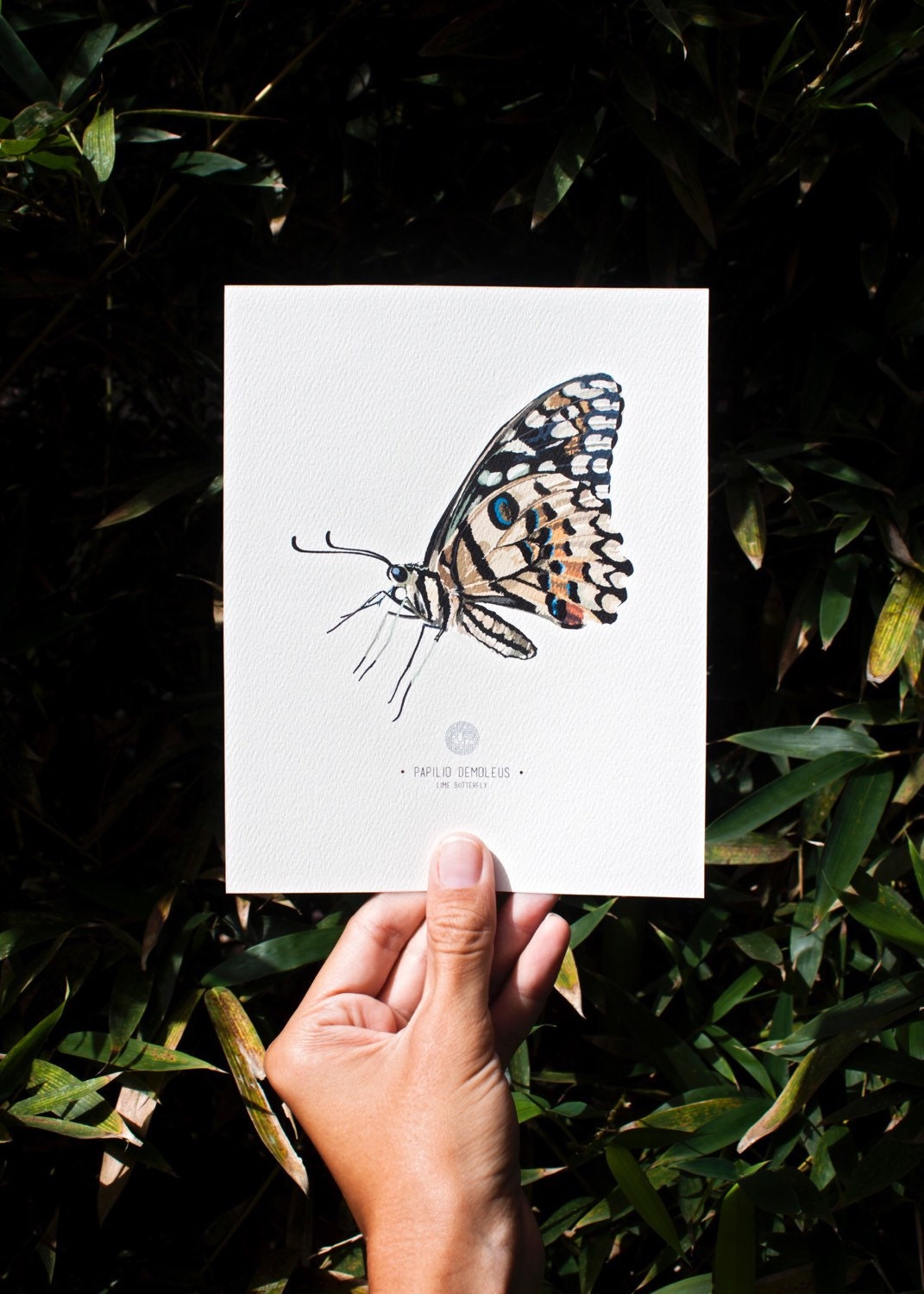 Papilio Demoleus Butterfly Art Print