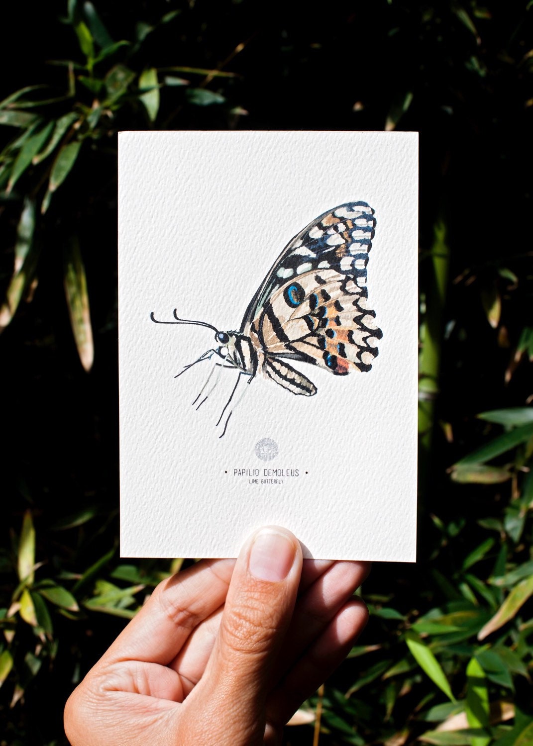 Papilio Demoleus Butterfly Art Print