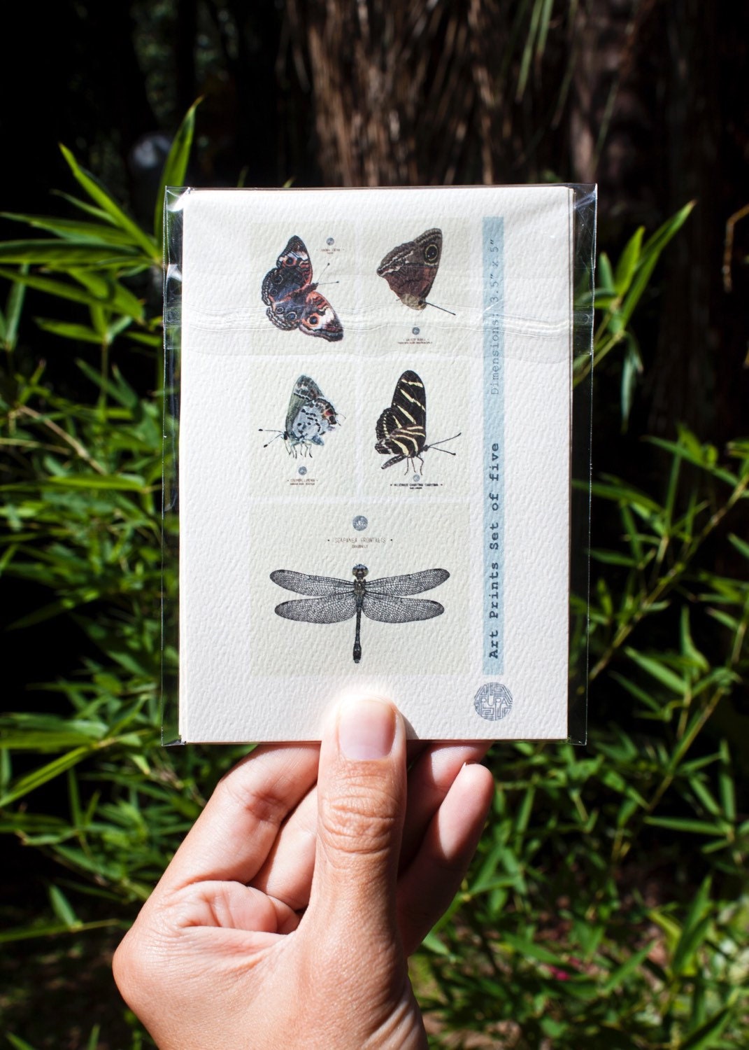 Entomology Art Prints - Set of five