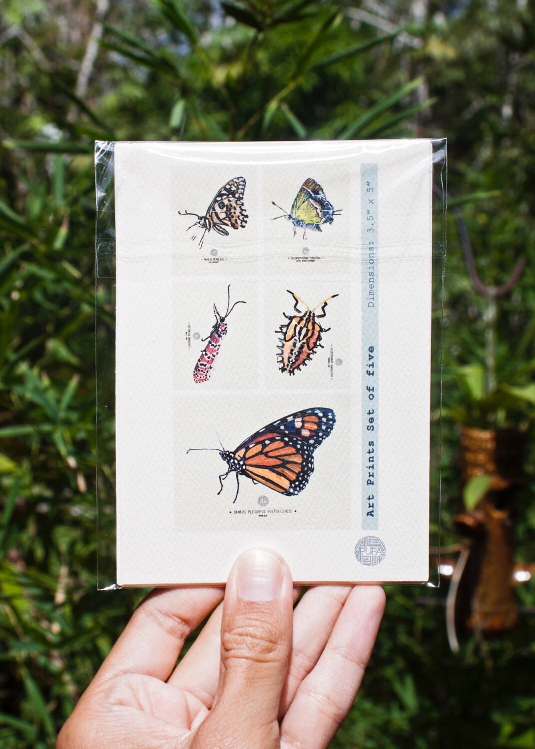 Insect Art Prints - Set of five