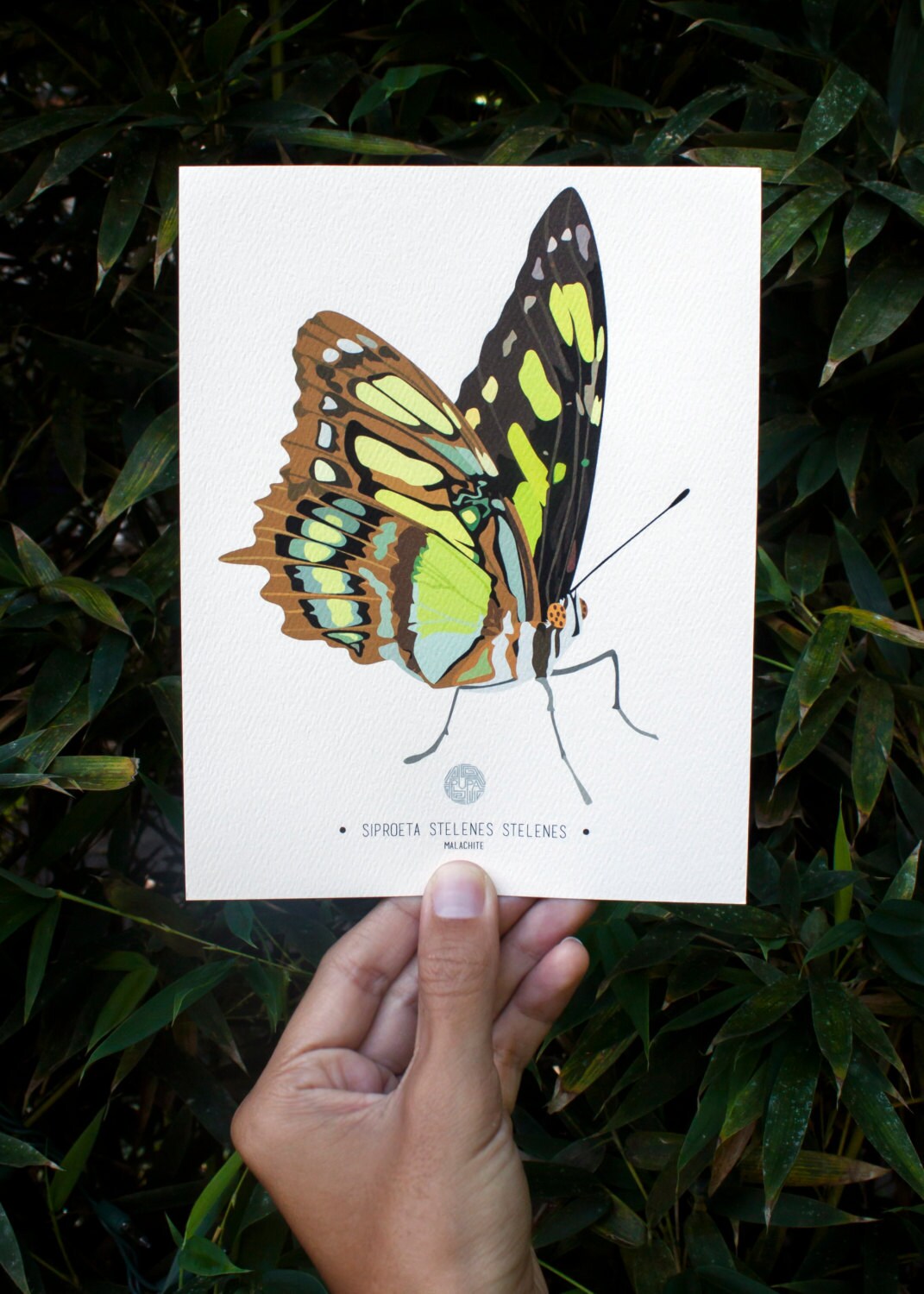 Malachite Butterfly Art Print