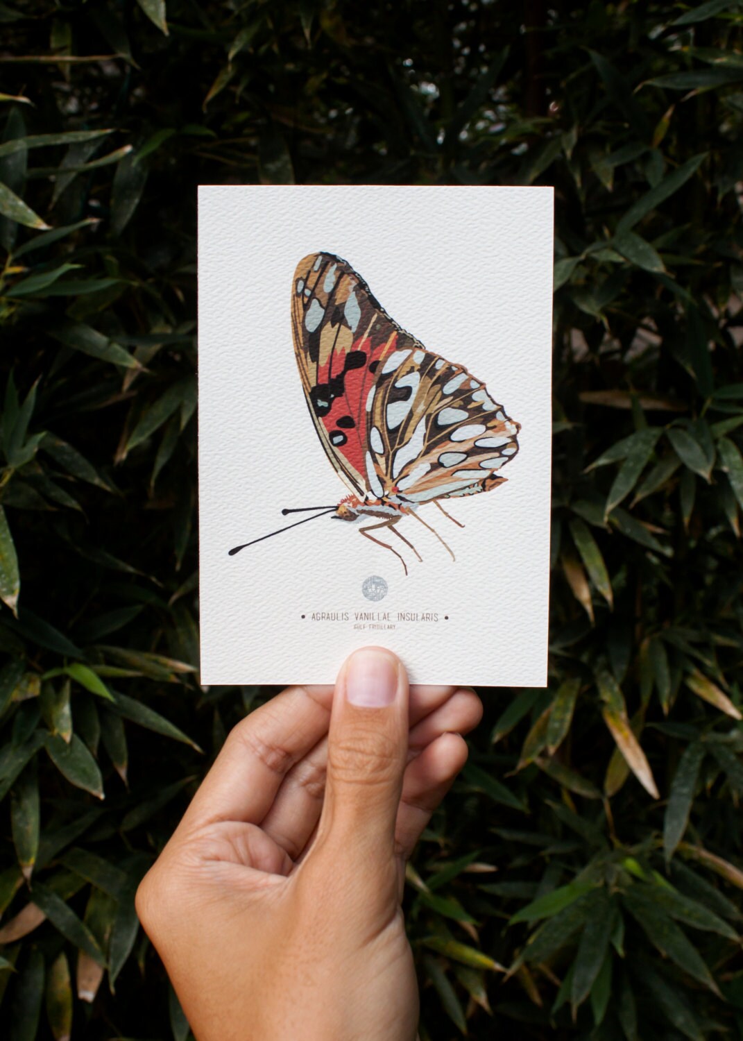 Gulf Fritillary Butterfly Art Print