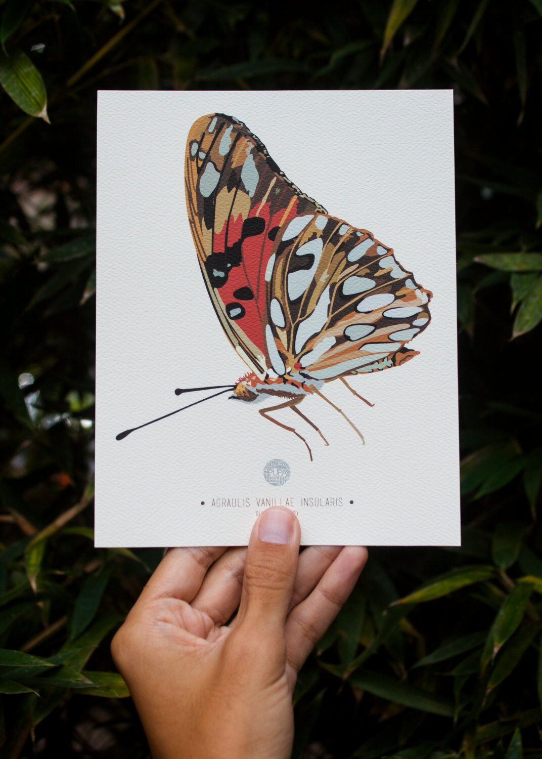 Gulf Fritillary Butterfly Art Print
