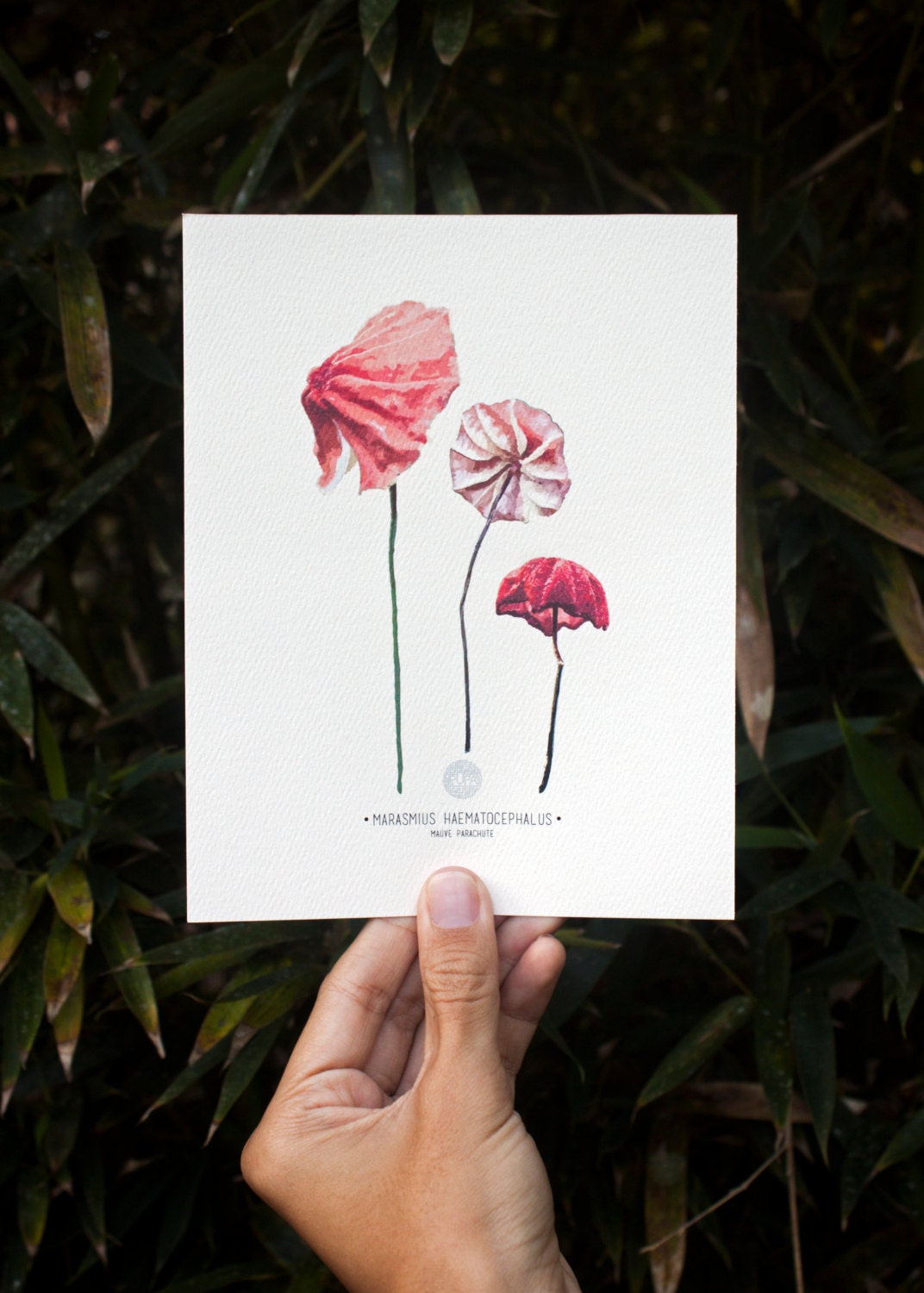 Marasmius Mushroom Art Print