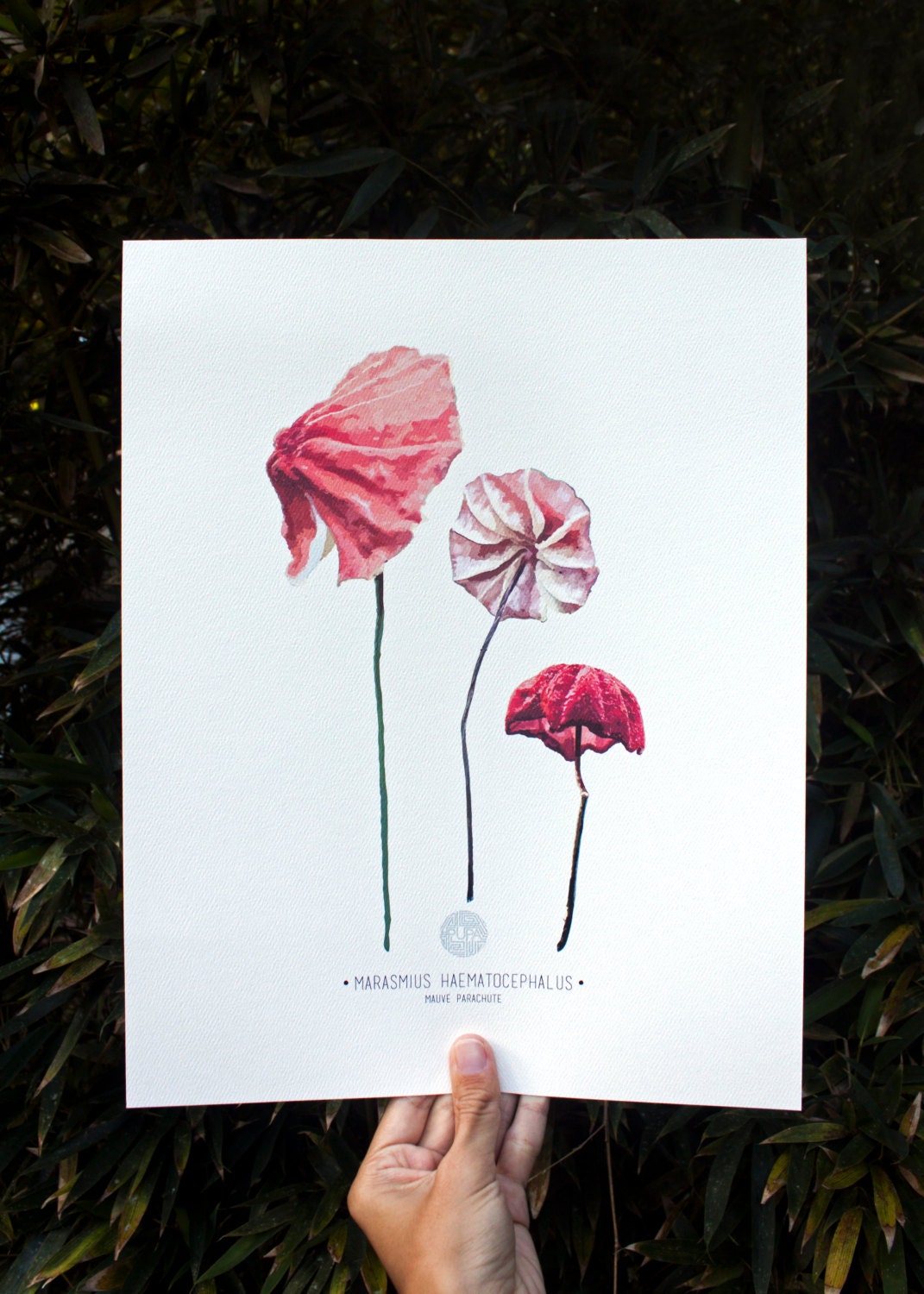 Marasmius Mushroom Art Print