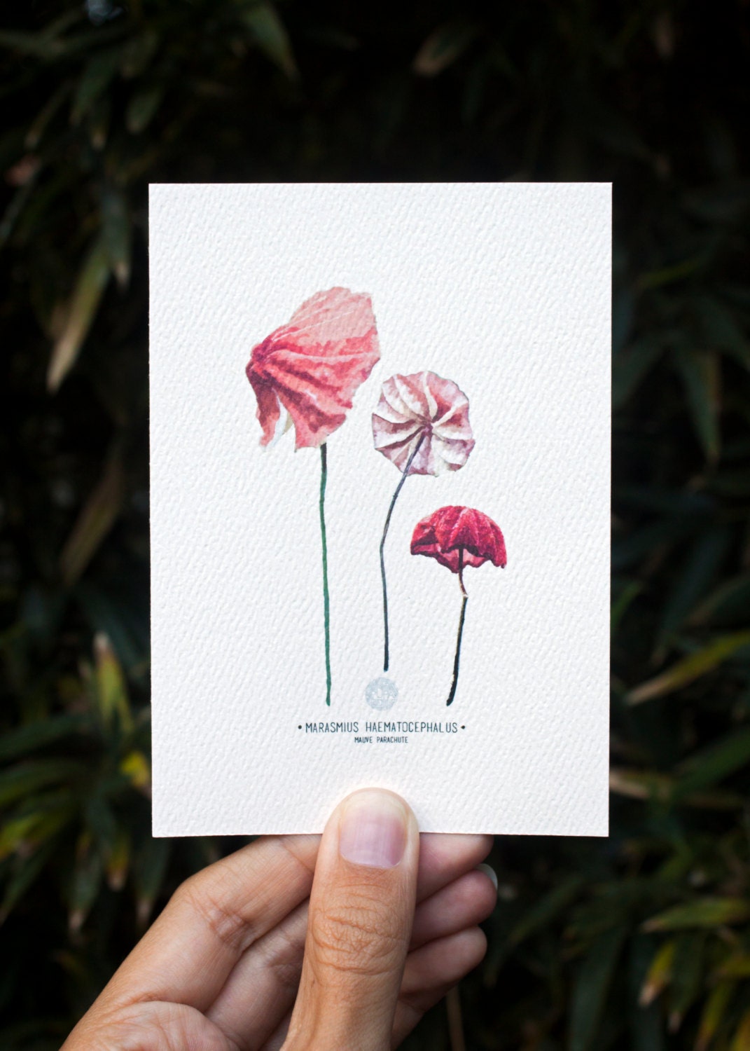 Marasmius Mushroom Art Print