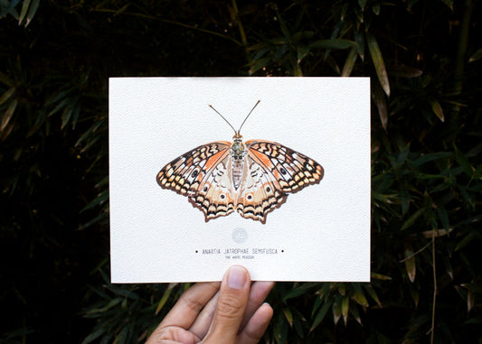 The White Peacock Butterfly Art Print