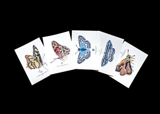 Butterfly Art Prints - Set of five