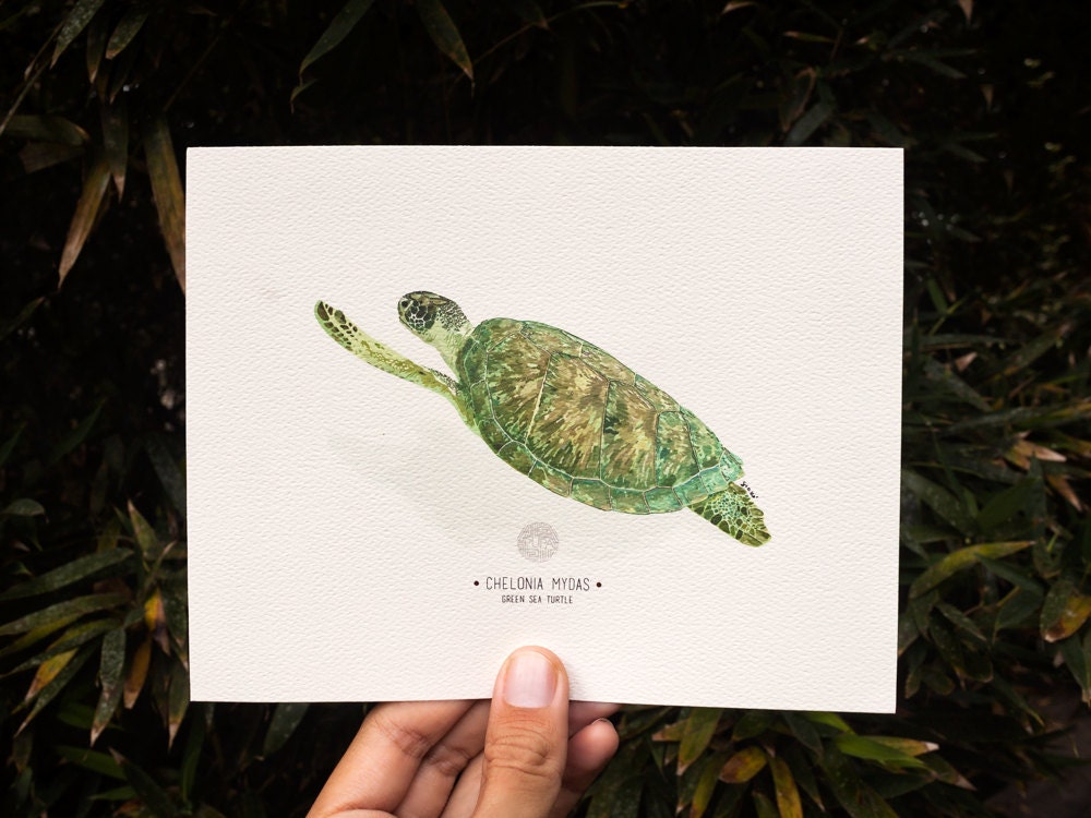 Green Sea Turtle Art Print