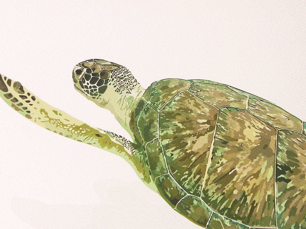Green Sea Turtle Art Print